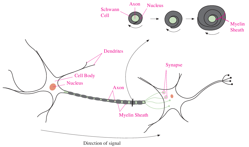 Structure of neuron and nervous system