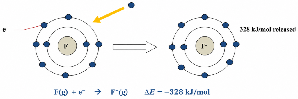Fluorine gains an electron to form fluoride and releases approximately 328 kJ/mol; the atom’s energy change is negative.