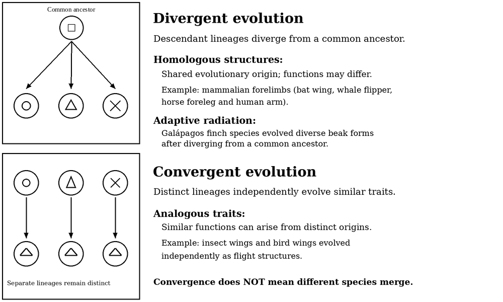 Divergent evolution branches from a labeled common ancestor, and convergent evolution arises independently in distinct lineages