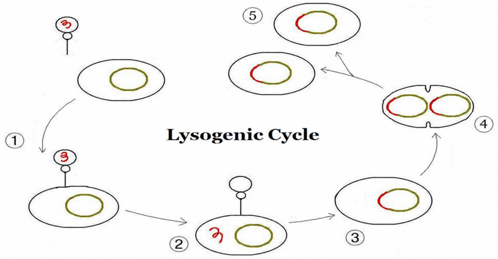 Lysogenic cycle: phage DNA integrates as a prophage, replicates with the host chromosome, and is inherited by both daughter cells.