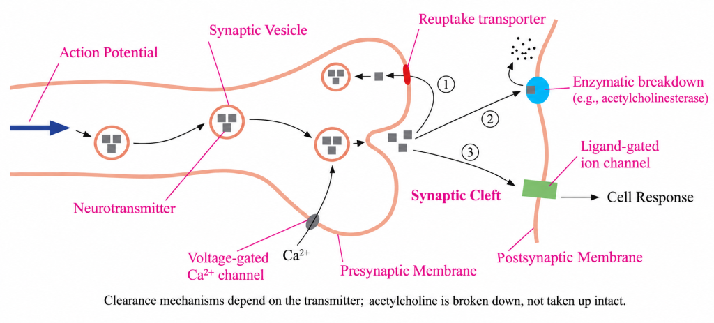 Chemical synapse showing calcium-triggered neurotransmitter release and transmitter-dependent clearance