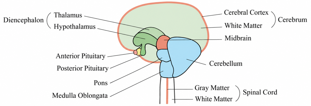 Brain and spinal cord regions, with corrected cerebellum and posterior pituitary label