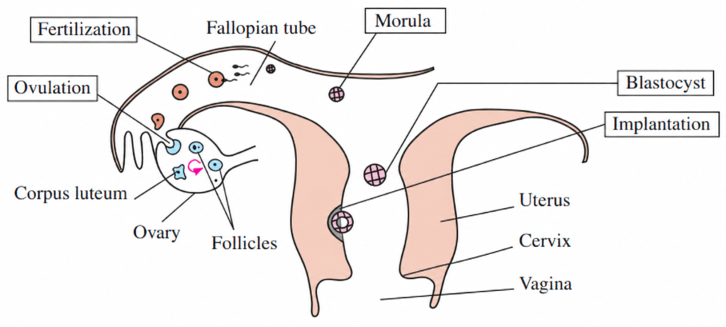 Female reproductive system with fertilization, morula, blastocyst, and implantation