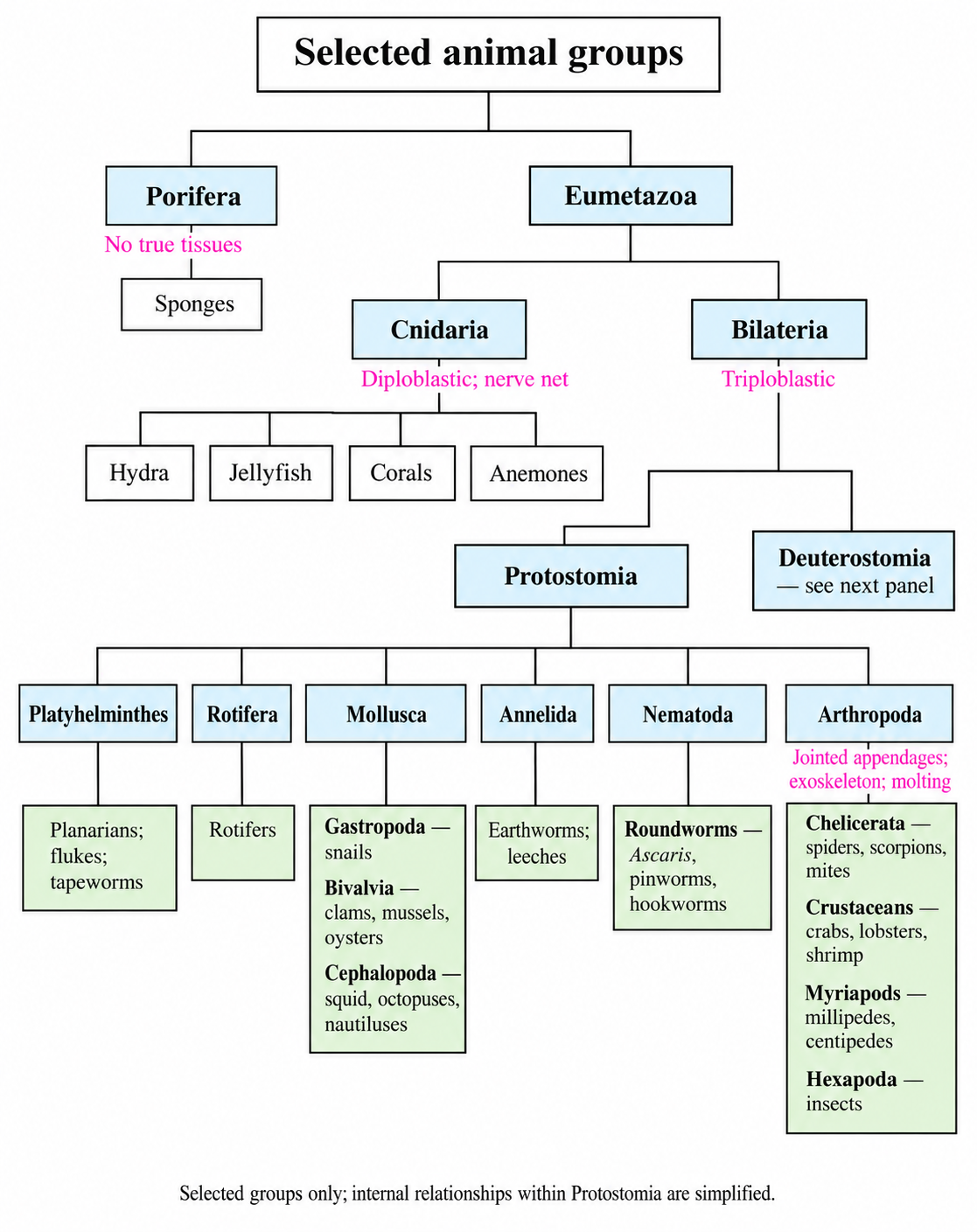 Selected animal groups, including correctly grouped protostome phyla and representative animals.