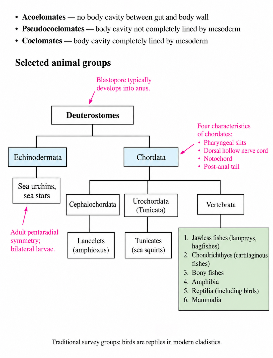 Deuterostome groups, correct chordate traits, and separate lancelet and tunicate branches.