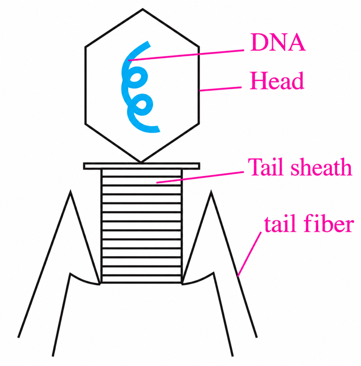 T4 bacteriophage with DNA, head, tail sheath, and tail fibers.