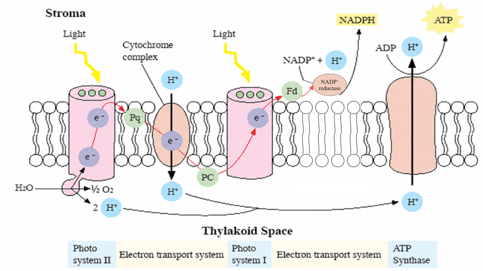 Photosynthetic light reactions with photosystems II and I, electron transport, NADPH formation, and ATP synthase driven by proton flow from the thylakoid lumen to the stroma.