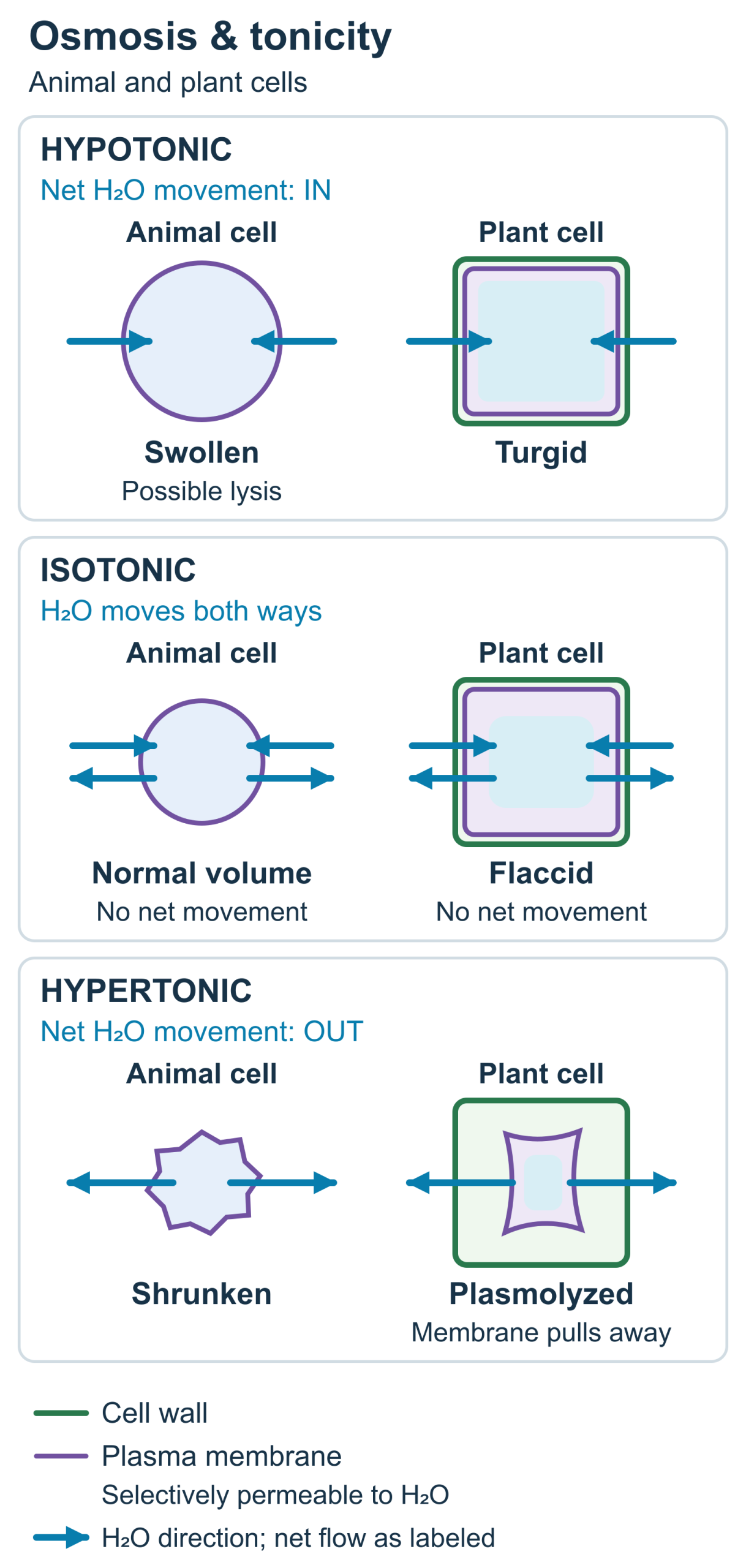 Osmosis and tonicity in animal and plant cells, with hypotonic, isotonic, and hypertonic conditions and a legend for cell wall, plasma membrane, and water movement.