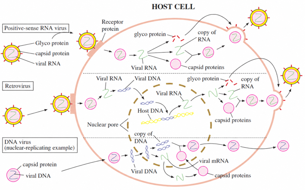 Examples of positive-sense RNA virus, retrovirus, and nuclear-replicating DNA virus pathways; DNA virions contain viral DNA, and transcription produces viral mRNA.