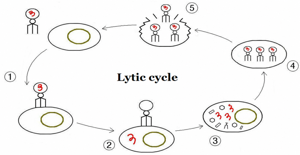 Bacteriophage lytic cycle: attachment, DNA entry, phage DNA replication and protein synthesis, assembly, and host-cell lysis and release.