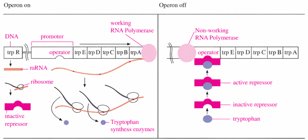 Trp operon: transcription and translation produce tryptophan synthesis enzymes when tryptophan is scarce; tryptophan activates the repressor as a corepressor when abundant.