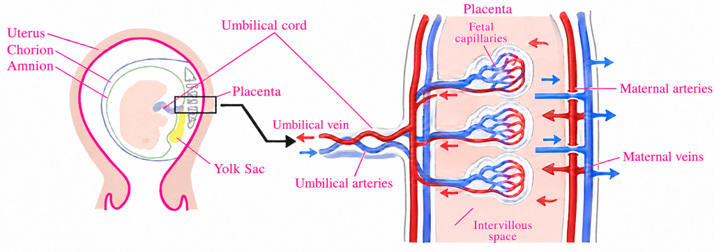 Placental circulation: maternal arteries supply the intervillous space, maternal veins drain it, and separate fetal vessels carry blood through villous capillaries.