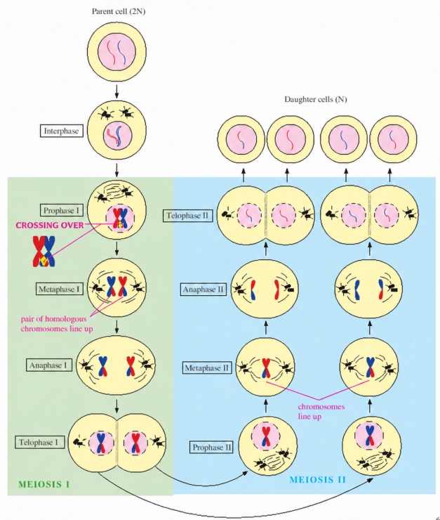 KENZ_CH5_Meiosis_Corrected