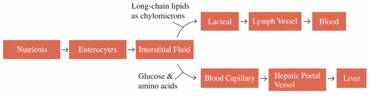 KENZ_CH8_Lipid_Absorption_Corrected